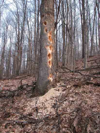 A pileated woodpecker excavated the holes in this dead tree, searching for carpenter ants.